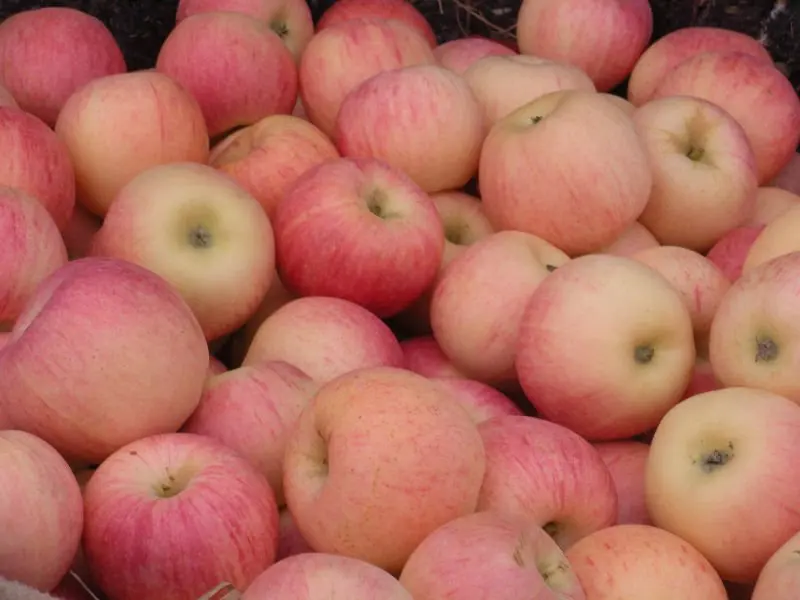 Fresh Fuji Apple