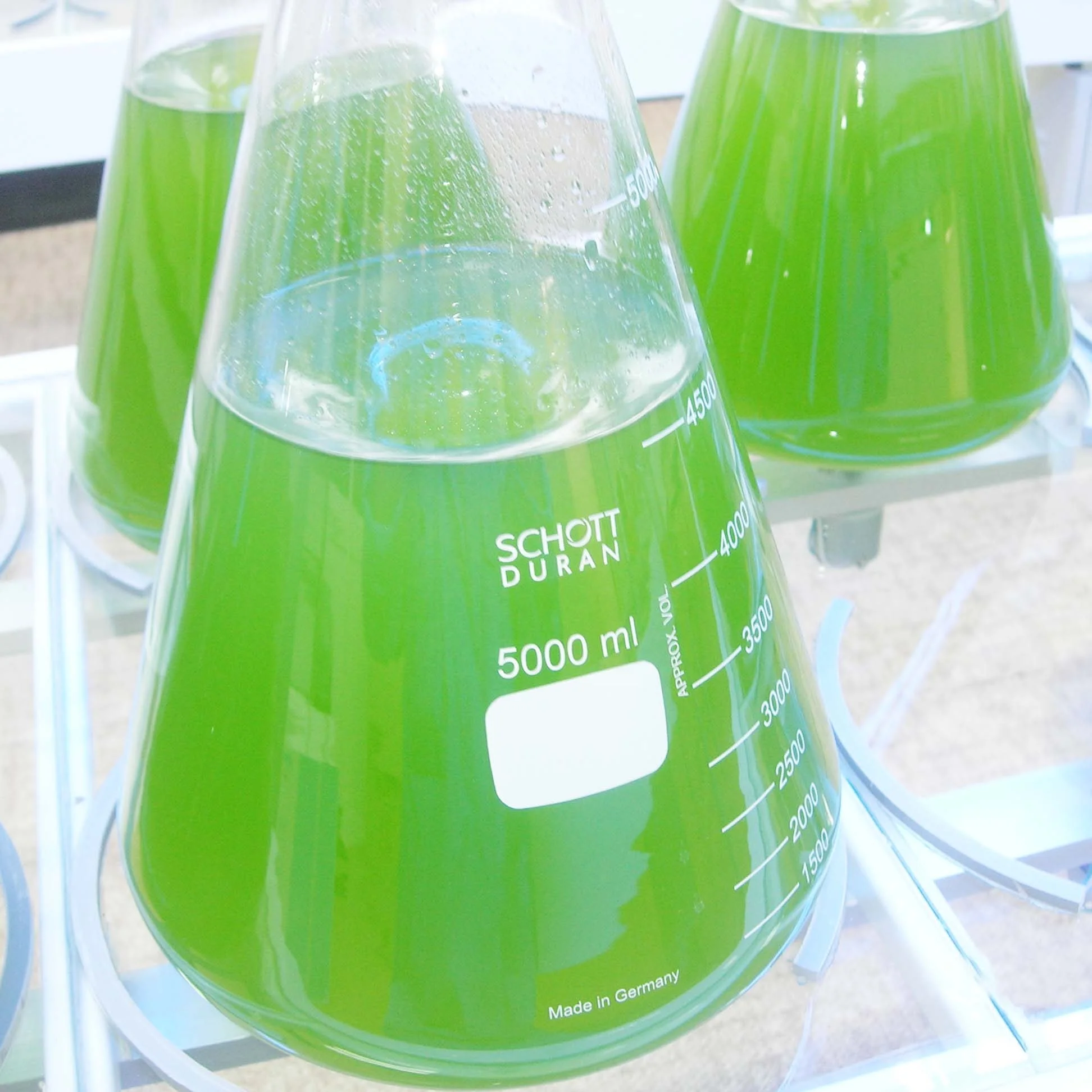 chlorella,microalgae, algae culture for algae storage rack