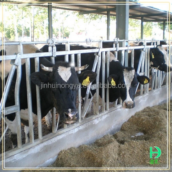 factory price cow farm equipment high quality durable made in china cow neck lock easy clean cattle headlock