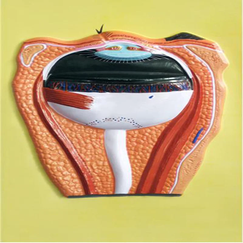 
Biology Teaching Aids Anatomical Bas Relief Model of Eye Structure 