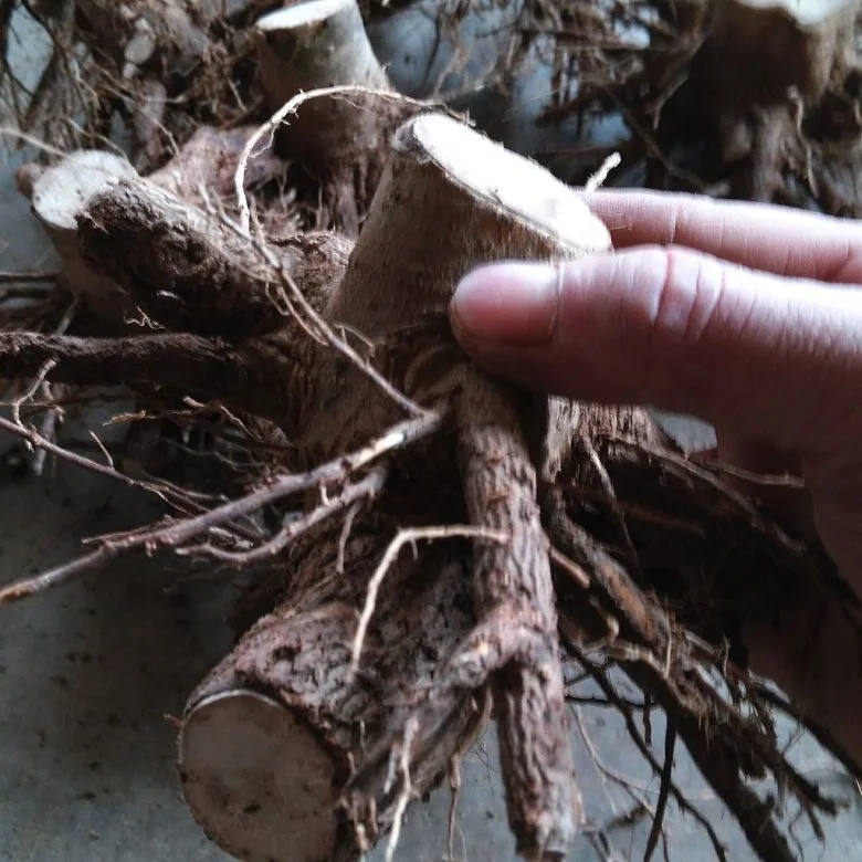 
Super fresh cold resist paulownia elongata stump,paulownia fortunei 