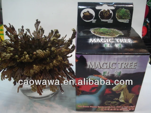 
vitalistic tree ,viable plants , Nine death and resurrection plant 