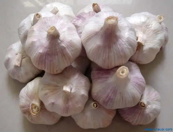 New crop Pure white garlic normal white garlic export from China