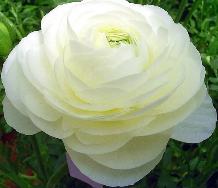 Hua mao gen natural roots Ranunculus asiaticus bulbs for planting