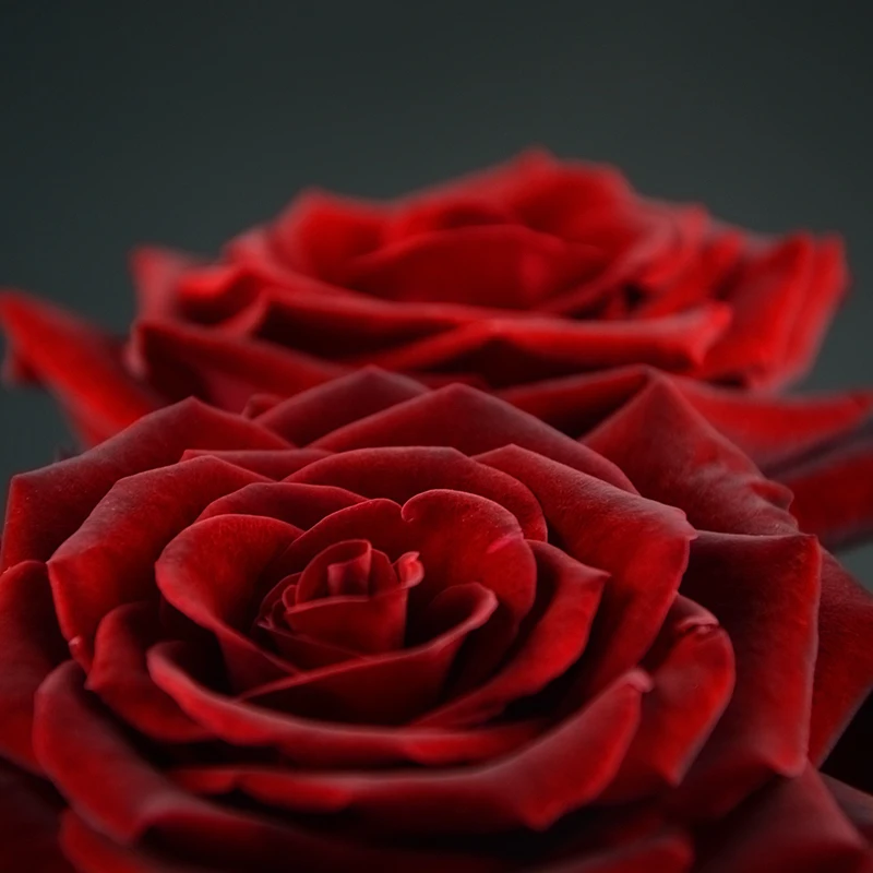 Оптовая продажа, разные виды свежих вырезанных цветов, черные розы для продажи