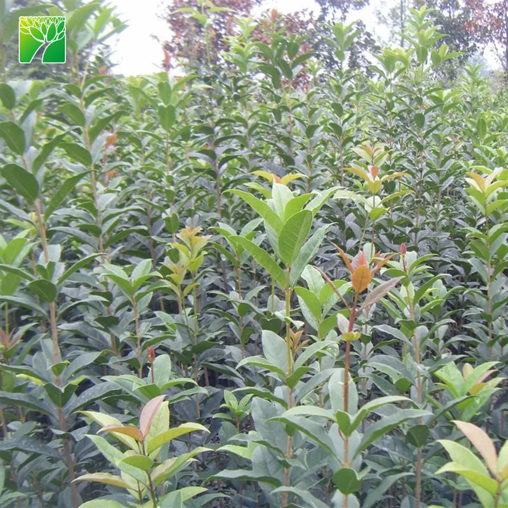 Средняя вода, низкое обслуживание, китайская рассада фруктов сливы, горькая слива