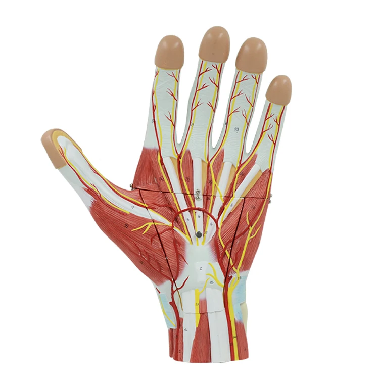 PNT-0342 enlarged human hand muscle anatomical model blood vessel and nerves