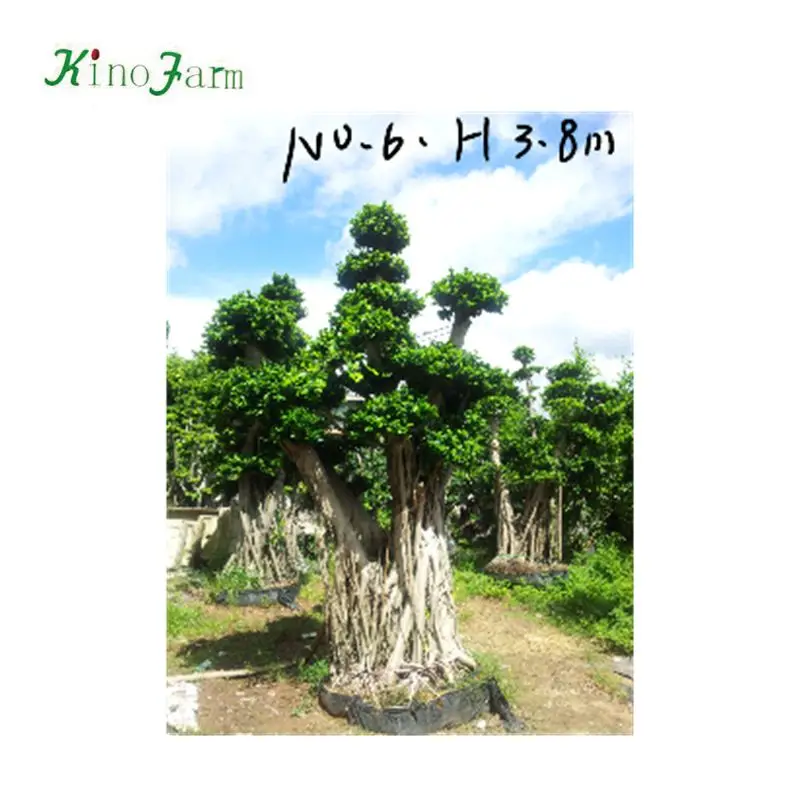  Zhangzhou kinofarm оптовая продажа большой S-образный лес лошадиные корни фикус бонсай