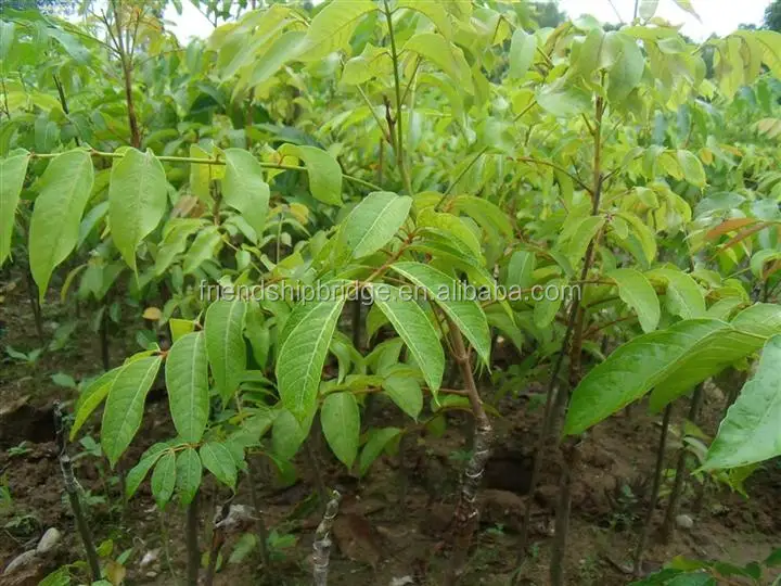 High yield Canarium album tree seedlings hot sale