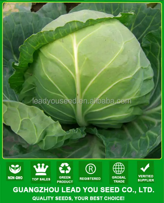 JC02 угол темно-зеленый средней ранней зрелой гибридной капусты Семена растений f1