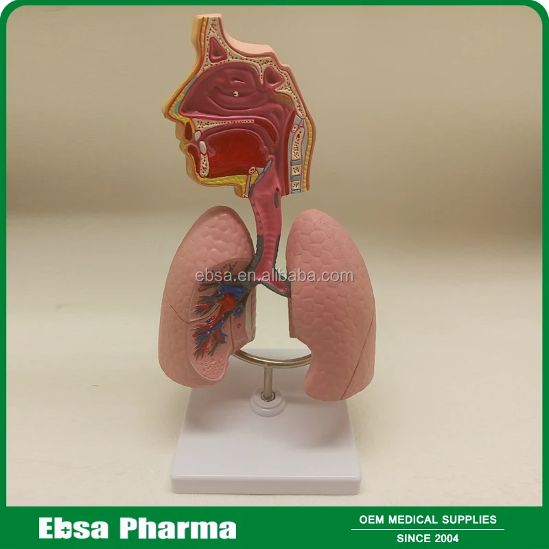 Advanced Medical Supplies Human Teaching Nasal Cavity Anatomy Model For School