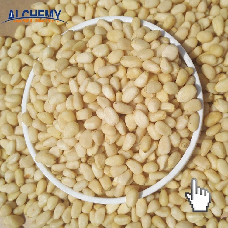 afghanistan pakistan chinese pine nut kernels price