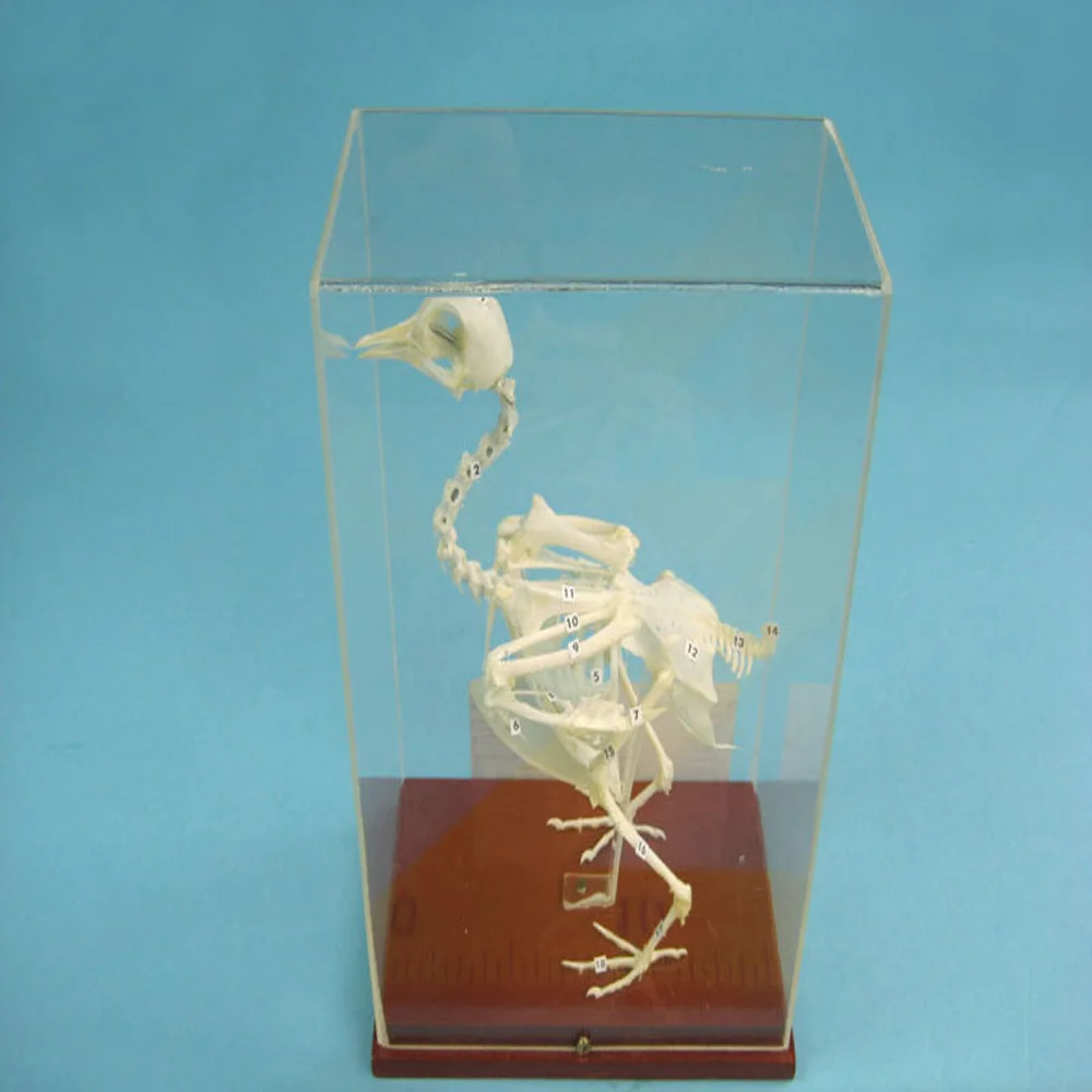 New High Quality Cheap Price Preserved Anatomical Pigeon Skeleton Model