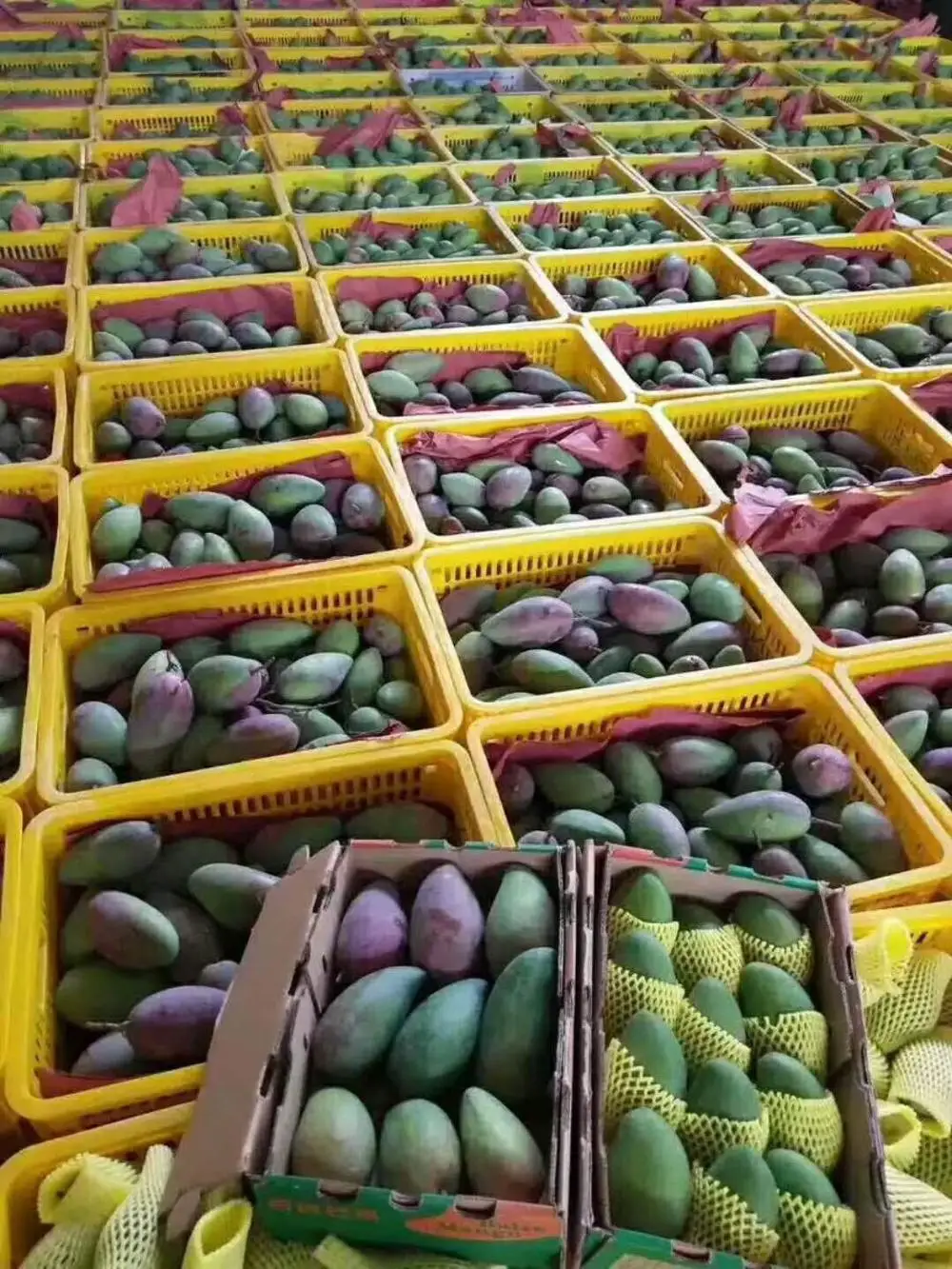 
Keitt Mango Fruit saplings 