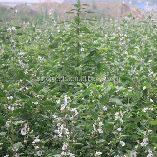 
Yao shu kui ye raw material herbals Common Marshmallow Leaf 