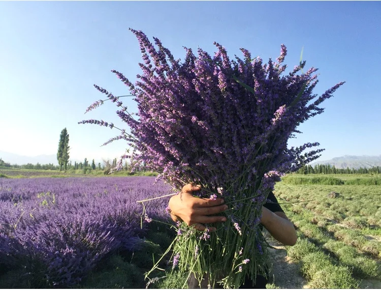 100% organic dried lavender buds lavender sachet bag