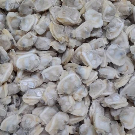 high quality frozen clam meat