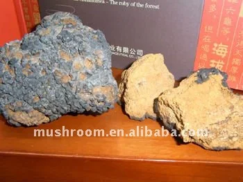  Chaga грибной; Чага; Питательный Betula