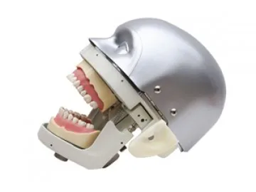 Dental Senior Manikin With Torso Simulation Training System model