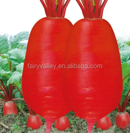 Red radish seeds chinese vegetable seeds for growing- Covered red
