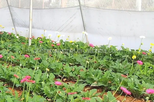 
Outdoor Decorative Agriculture Windbreak Net Windbreak Fencing Mesh 