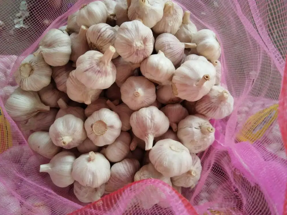 
dry garlic price in China garlic importers mesh bag garlic red 