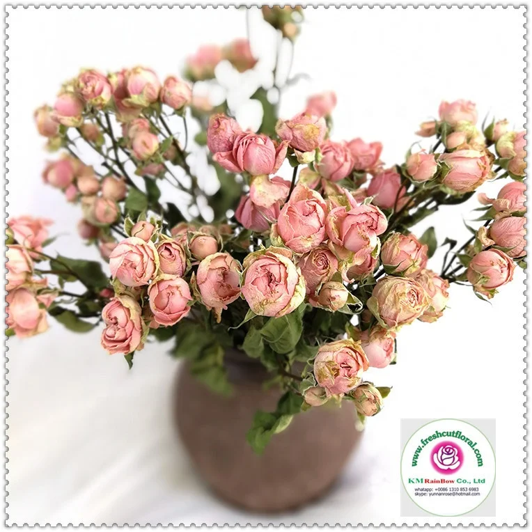 natural dried sprayed rose bunches with size 10 stems per bunch