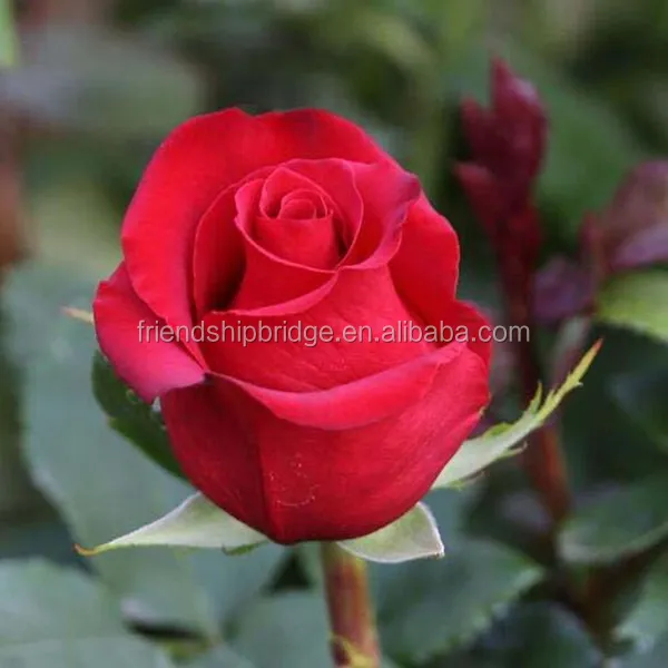 Свежие резные цветы, красная роза, Натуральная роза