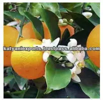 Global Demand on Best Quality 100% Natural Bergamot Essential Oil at Minimal Price