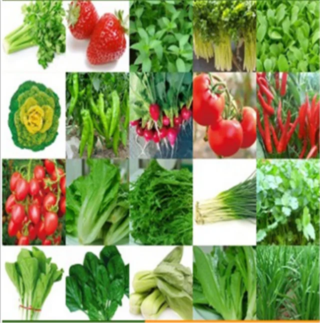 
China supplier All Kinds of Hybrid baby vegetable seeds 