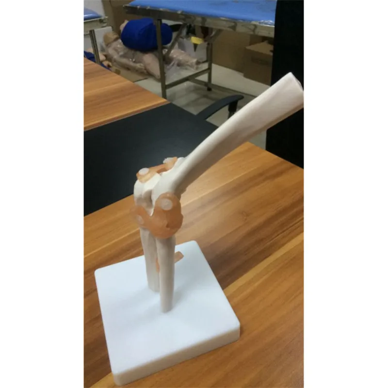 BIX-A1025 Life size human knee joint skeleton model