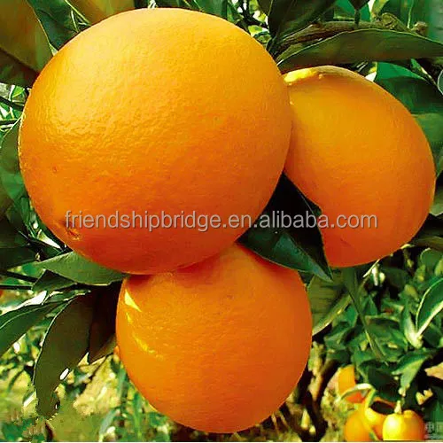 
Оранжевое растение для пупка без саженцев 