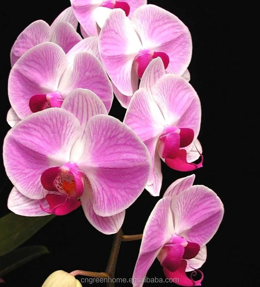 phalaenopsis seedling