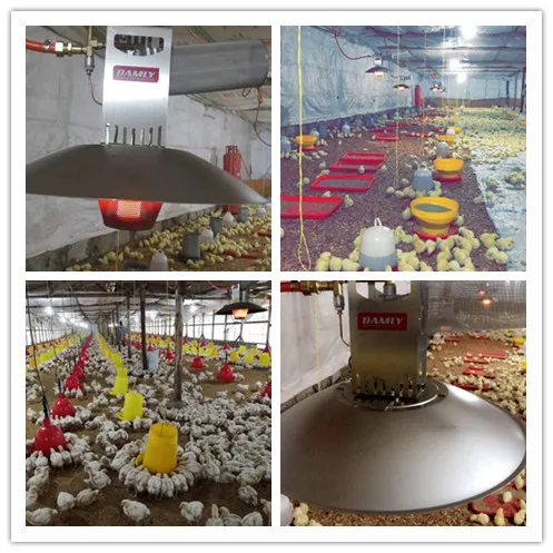 DAMLY Wholesale Factory Price High Efficient Poultry Farm Infrared LPG Gas Brooder Heater