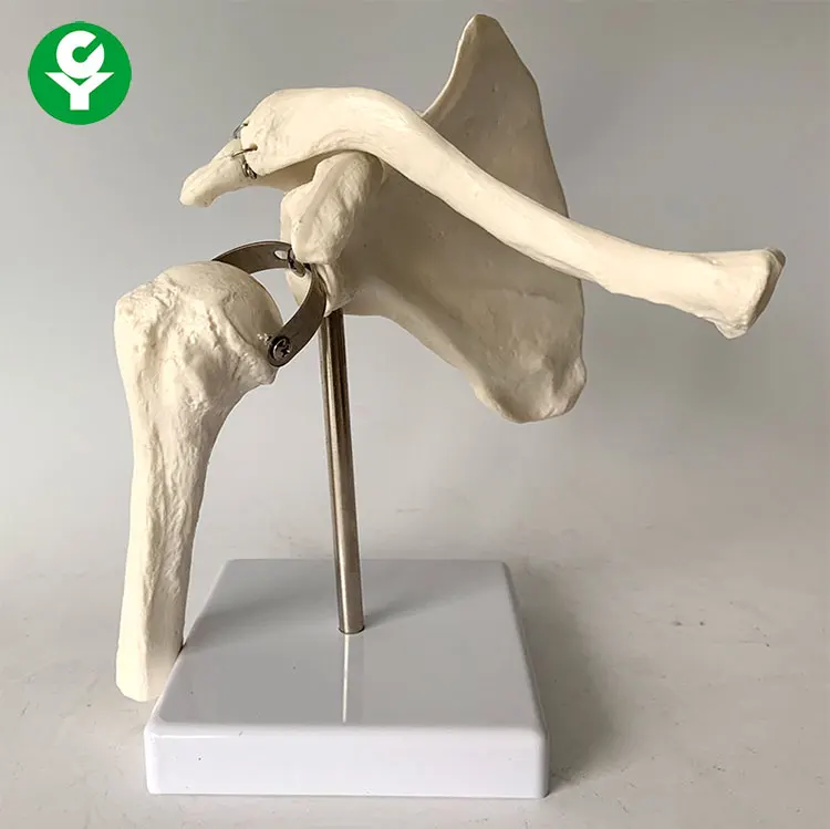 Human skeleton model shoulder joint model scapula medical teaching model