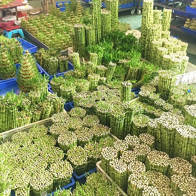 
New Arrive Natural Ornamental Plant Lucky Bamboo 