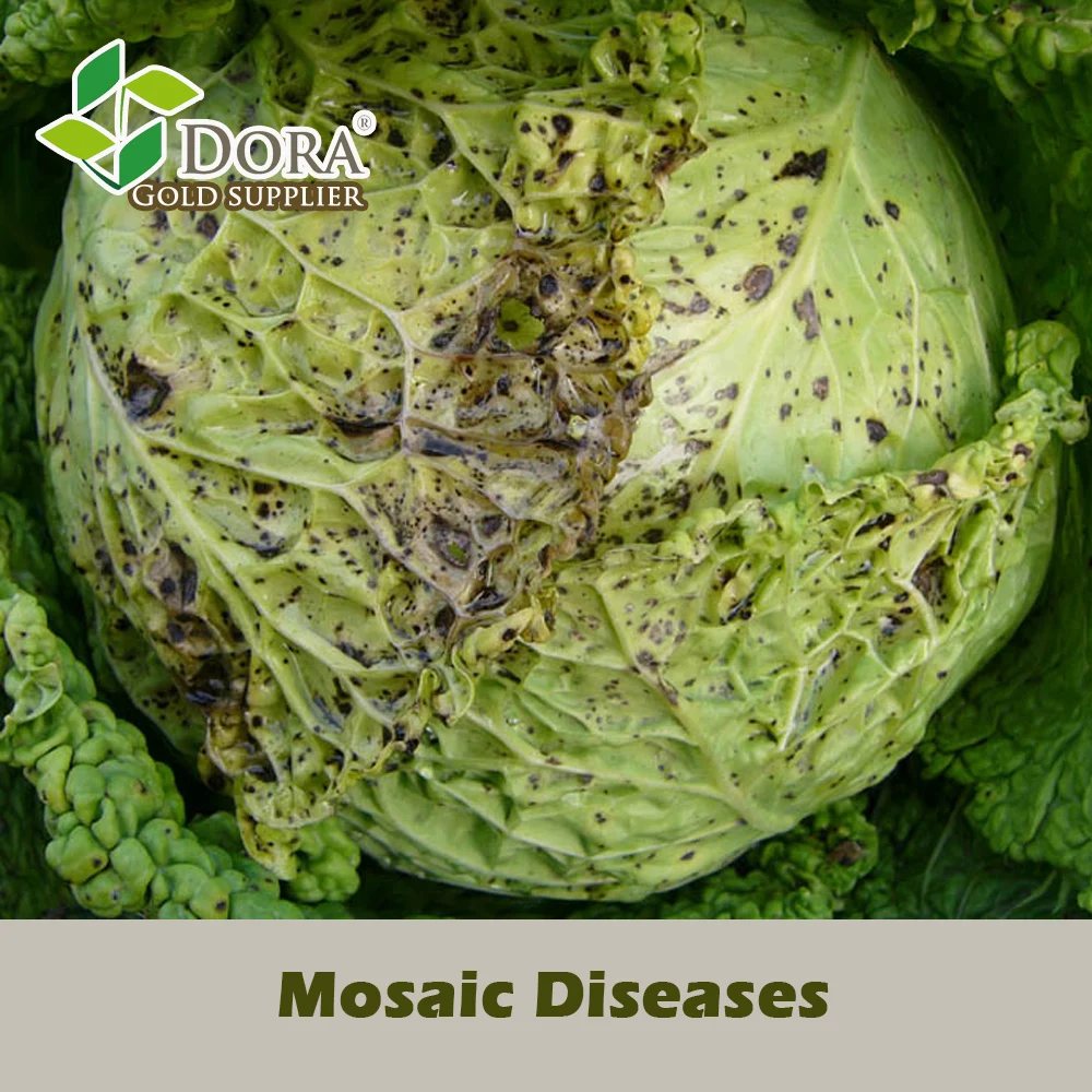 2 billion cfu/g Trichoderma Viride as Mosaic disease, Early blight, Late blight Defender