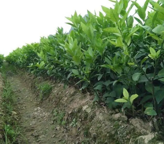 1 кг, новинка, лидер продаж, Семена лимона для посадки