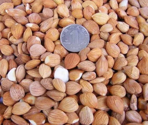 organic apricot seeds benefit apricot kernels in shell for sale