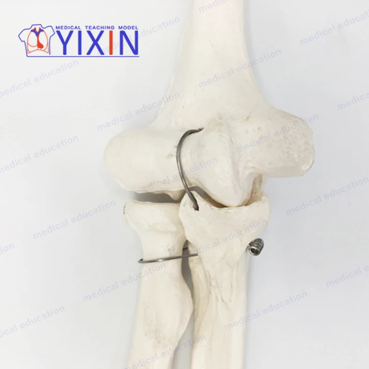 
Human skeletal model of upper limb, arm, scapula, clavicle and upper arm 