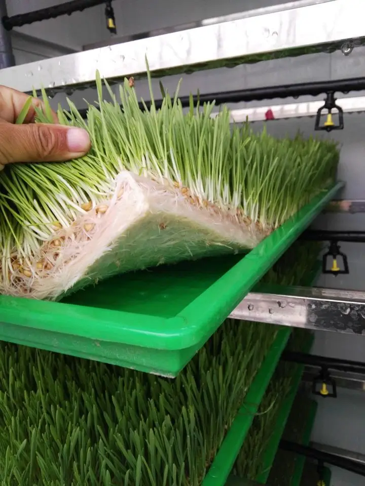 Container Type Hydroponic Green Fodder Sprouting Machine System For Australia Farm: