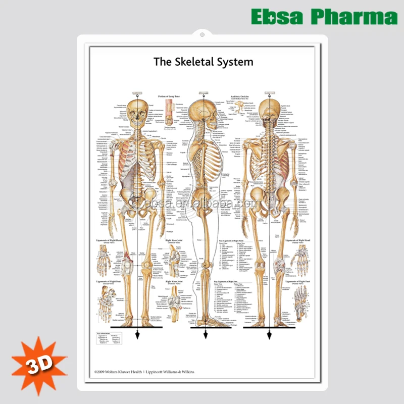 3D Medical Human Anatomy Wall Charts / Poster - The Skeletal System
