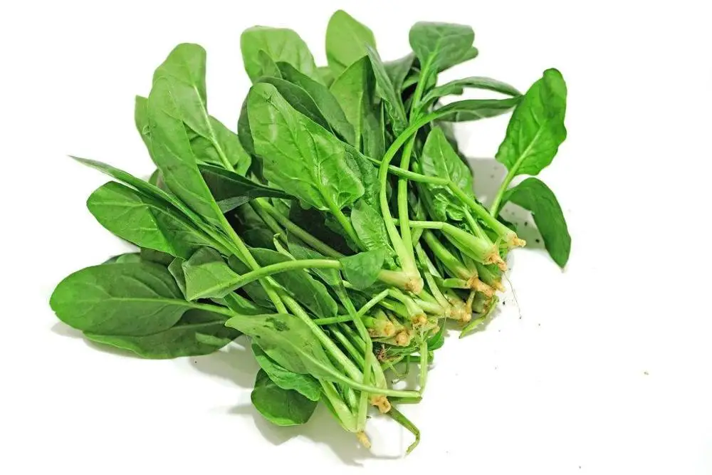 Autumn and spring cultivation spinach hybrid seeds