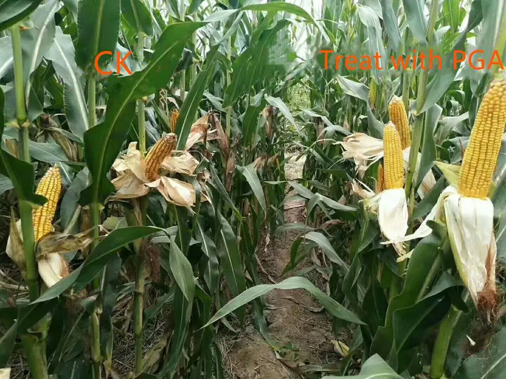 agricultural fertilizer No pollution to environment PGA polyglutamic acid