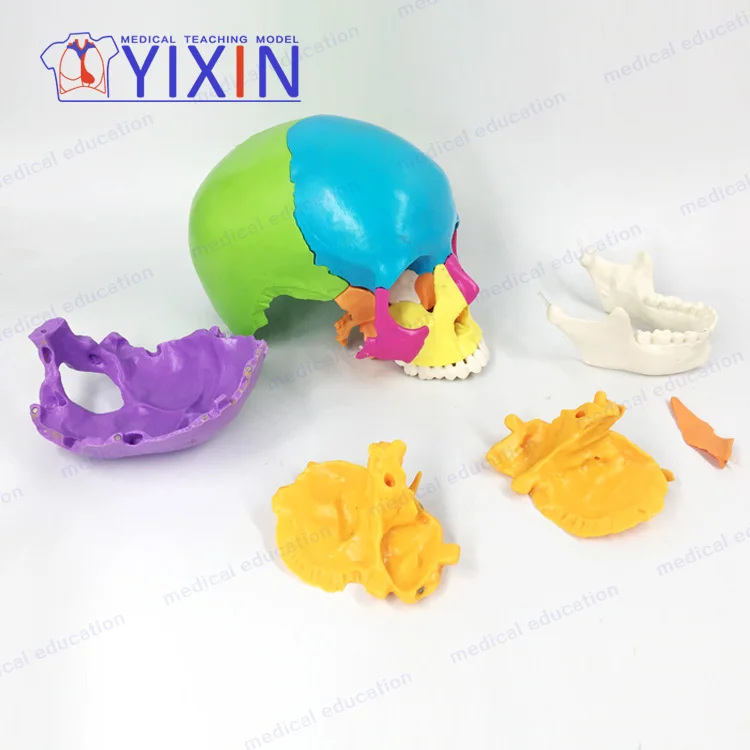 
Skull colorseparation model skull anatomical model detachable 22 part skull mold 