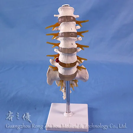 R020709 Human Lumbar Spinal Column Model,3D Human Anatomy