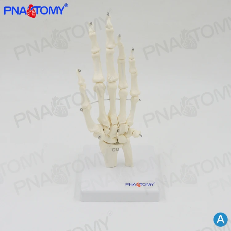 PNT-0108 life size adult human hand bone model skeleton model