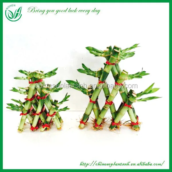 
Pyramid shape Lucky Bamboo Feng Shui Plant for wholesale 
