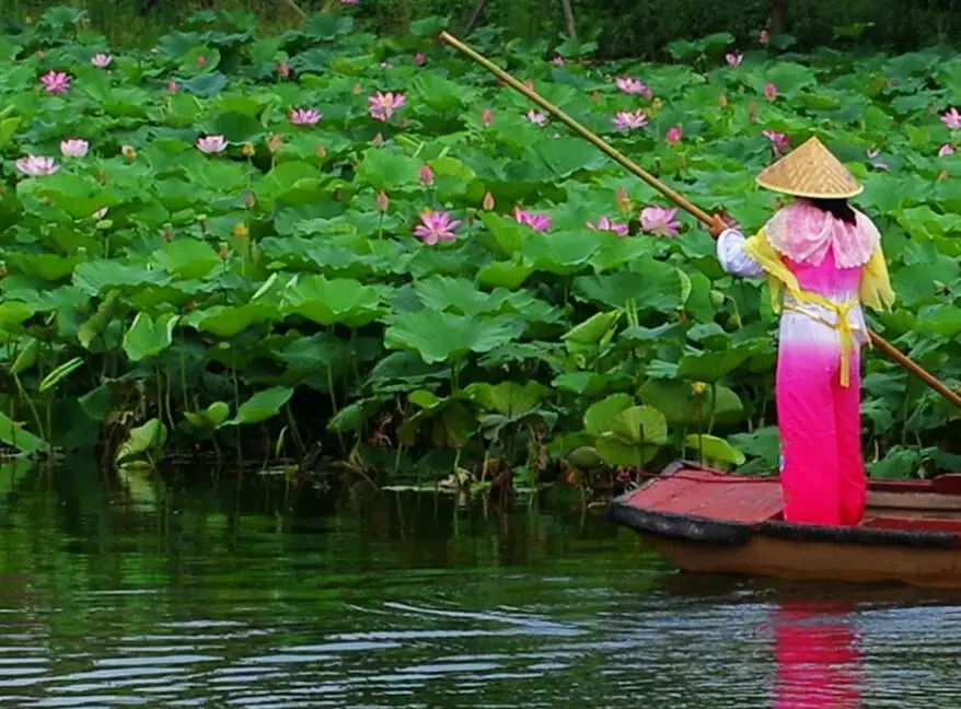 
New collected fresh Nelumbo nucifera Rhizome Lotus roots for sale 