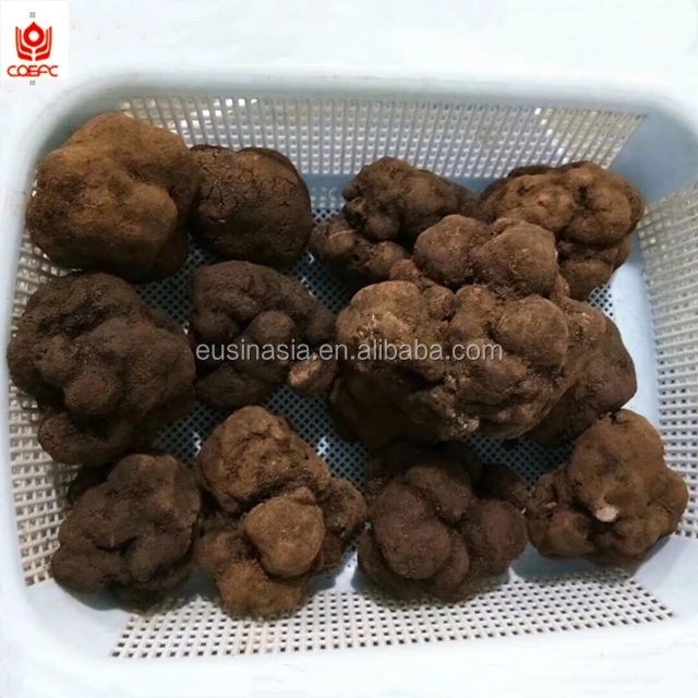 
Fresh Chinese black tuber indicum 